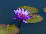 Waterlily