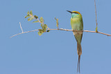 Little Green Bee-eater - Merops supercilios