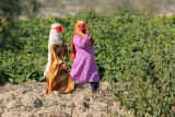 Beluchi women