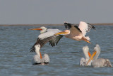 Dalmatian & White Pelican - Pelecanus crispus & P.onocrotalus