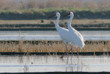 Siberian White Crane - Grus leucogeranus