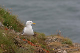 Herring Gull - Larus argentatus