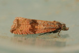 4722 Paardenbloembladroller - Celypha striana