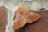 07663 Gepluimde Spanner - Feathered Thorn - Colotois pennaria