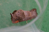 08699 Donkere Wapendrager - Small Chocolate-tip - Clostera pigra