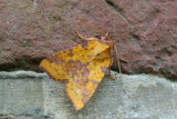 09556 Wilgengouduil - Barred Sallow - Xanthia togata