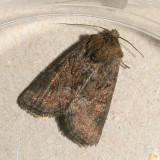 09782 Donker Halmuiltje - Tawny Marbled Minor - Oligia latruncula