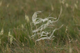 pluimen aan gras