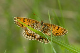 Bosparelmoervlinder