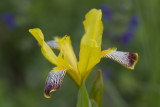 Iris variegata