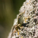 Muurhagedis