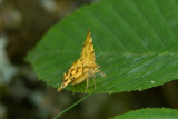 07620 Boterbloempje - Speckled Yellow - Pseudopanthera macularia