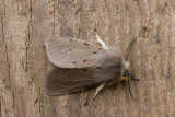 10572 Mendicabeer - Muslin Moth - Diaphora mendica