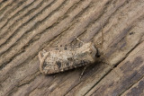 10351 Gewone Velduil - Turnip Moth - Agrotis segetum