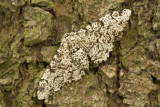 07686 Peper-en-zoutvlinder - Peppered Moth - Biston betularia