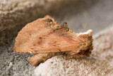 08738 Kroonvogeltje - Coxcomb Prominent - Ptilodon capucina