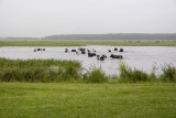 Cattle crossing the Biebrza