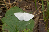 07824 Witte Grijsbandspanner - Common White Wave - Cabera pusaria