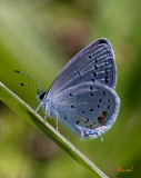 Eastern Tailed-Blue Butterfly (DIN045)
