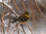 Snowbirds--American Goldfinch (DSB023)