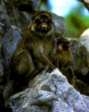 Mother Macaque and her Baby (12S)