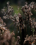 Rushes and Cattails (7G)