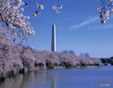 Cherry Blossoms on the Tidal Basin (15J)