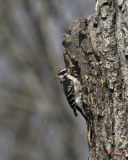 Downy Woodpecker (DSB118)