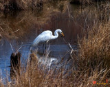 DM003 Great Egret with Fish