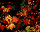8B Water Maple Leaves