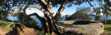  South from Bradleys Head.jpg