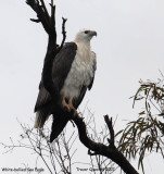 White-bellied Sea Eagle