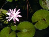 Kimberley floral.jpg