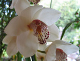 Orchids in July.jpg