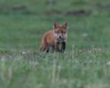Red fox  Sweden  2007