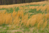 Windblown Grasses