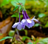 Unidentified Flower