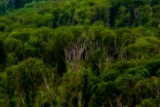 Ozark Forest