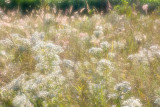 Cherokee Prairie