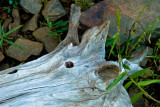 Face in the log