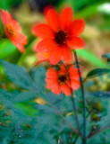 Garvan Garden Flowers