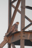 Grey Falcon