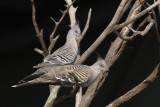 Crested Pigeon