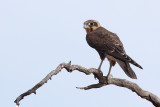 Brown Falcon
