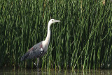White-necked Heron