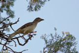 Spotted Bowerbird