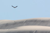 White-bellied Sea-eagle