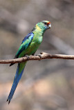 Australian (Mallee) Ringneck
