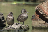 Freckled Duck