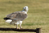 White-bellied Sea-eagle